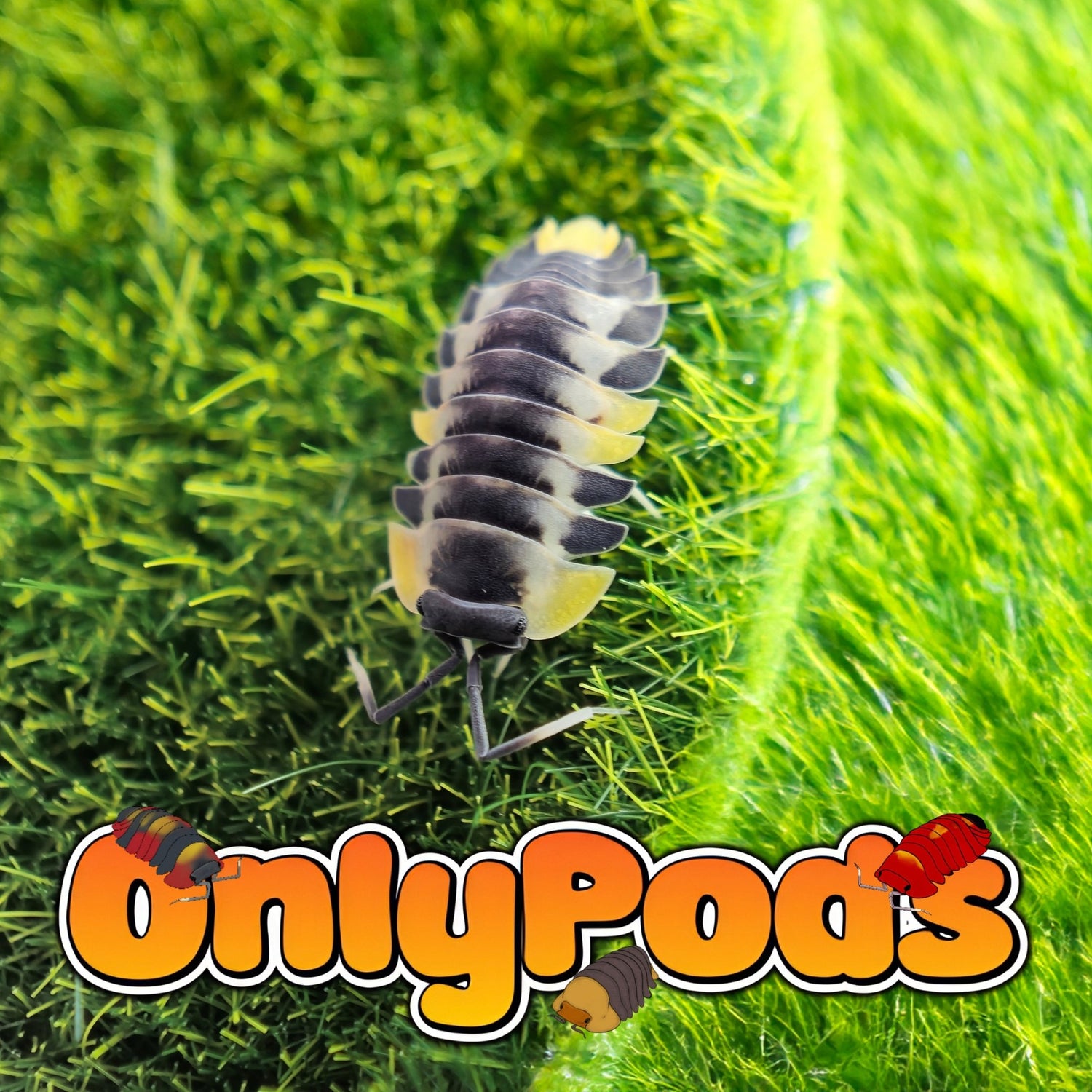 Ardentiella Wing Wing Isopod for sale UK - OnlyPods