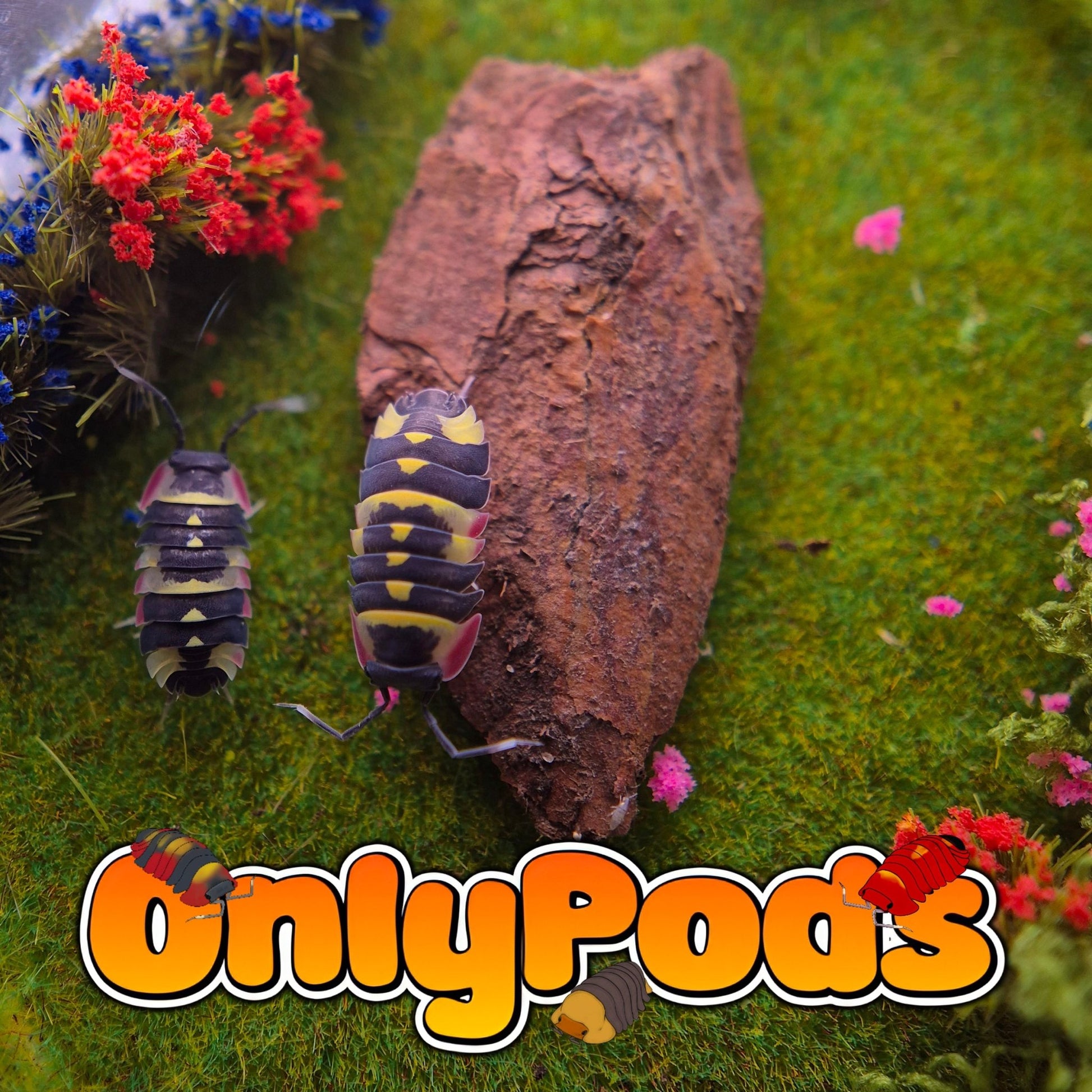 Ardentiella Yellow Arrow Isopod for sale UK - OnlyPods