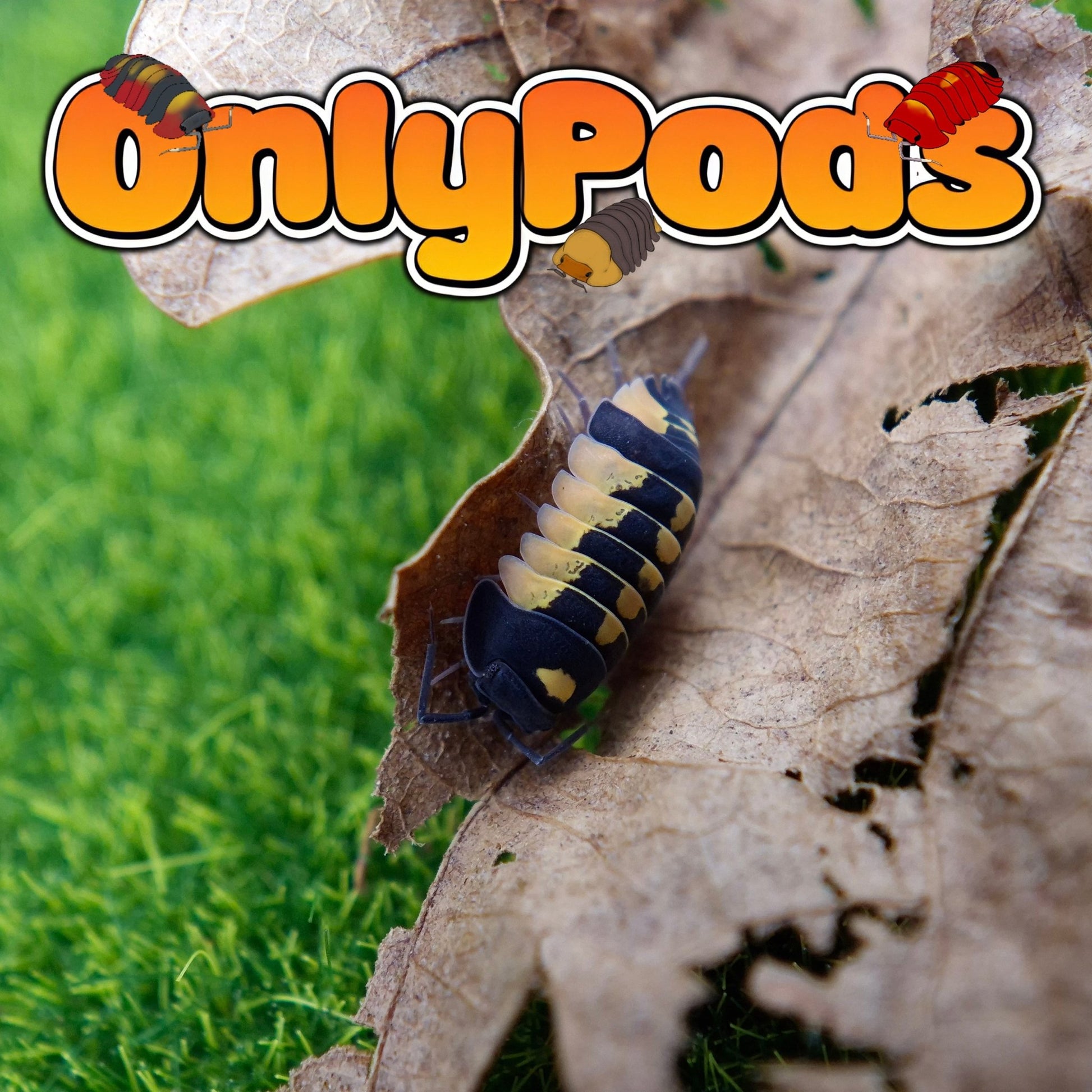 Ardentiella Yellow Hornet/Shadow Warrior Isopod for sale UK - OnlyPods
