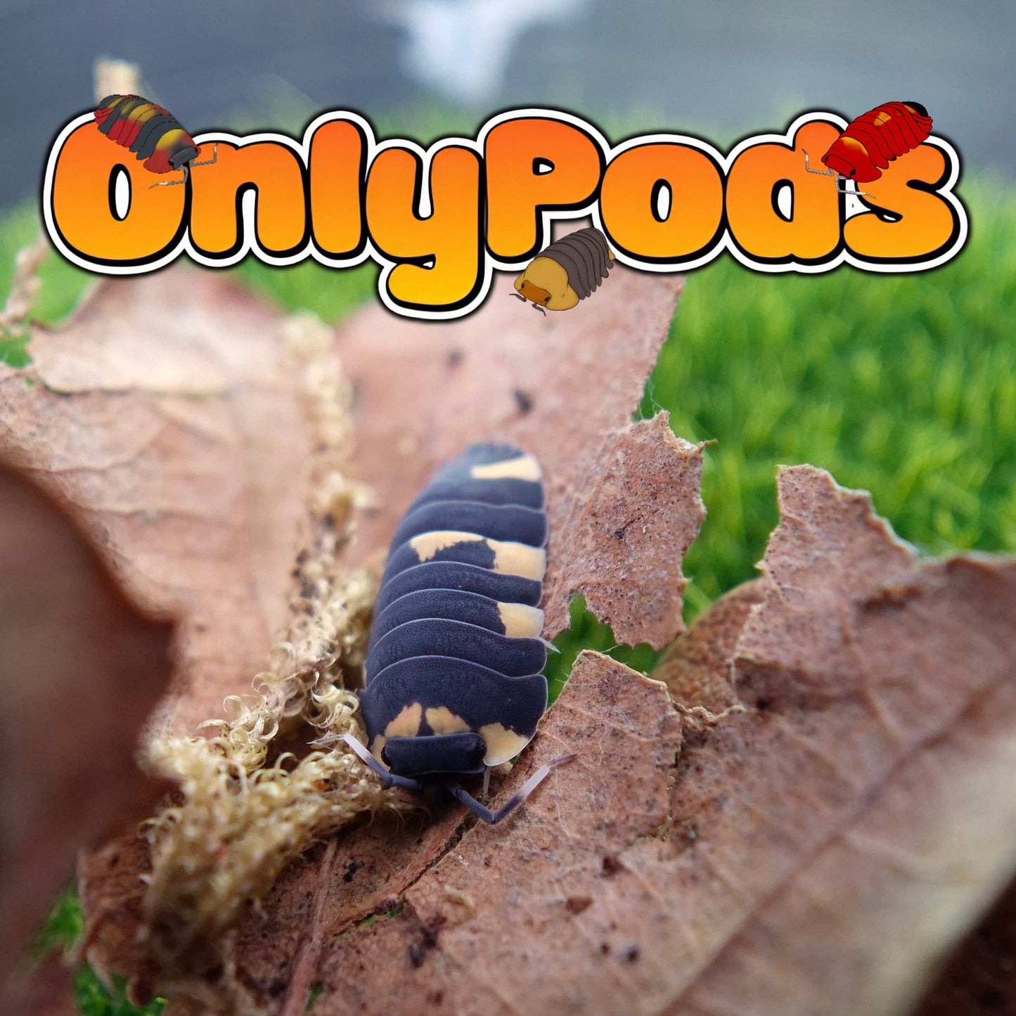 Ardentiella Yellow Panda Isopod for sale UK - OnlyPods