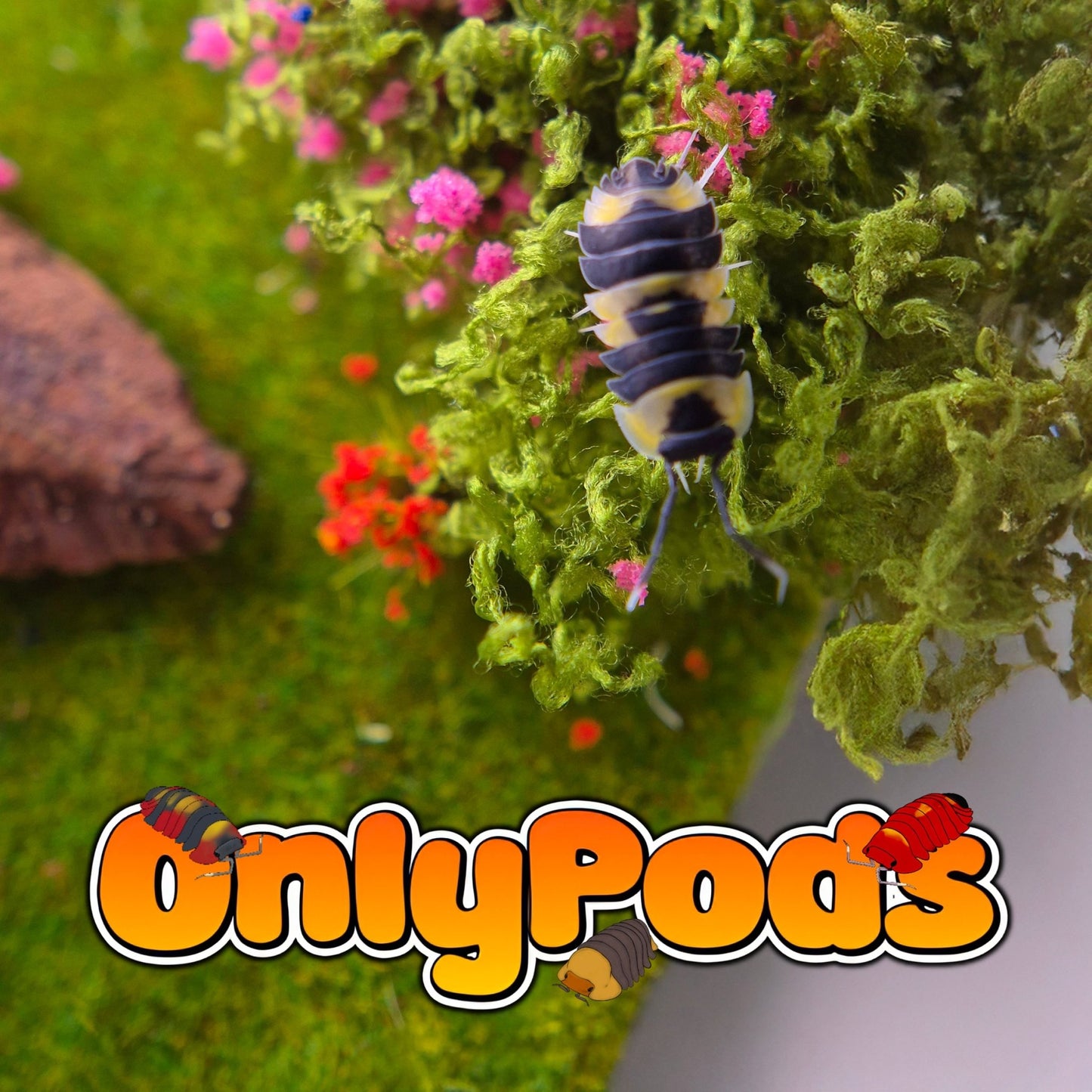 Ardentiella Yellow Phoenix (Tri) Isopod for sale UK - OnlyPods