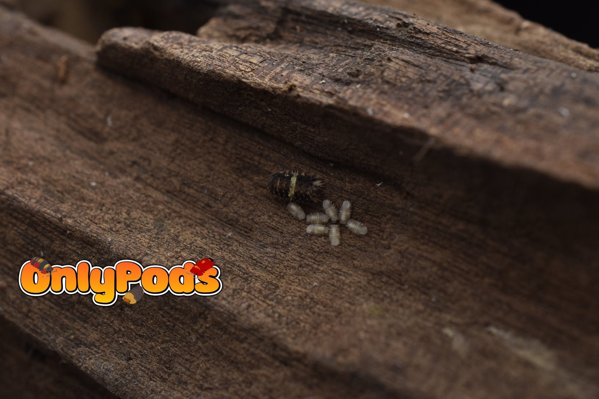 Armadillidae Devils Mask Isopod for sale UK - OnlyPods