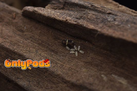 Armadillidae Devils Mask Isopod for sale UK - OnlyPods