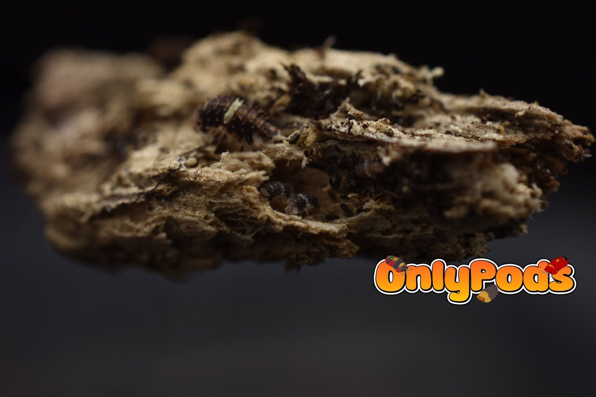 Armadillidae Devils Mask Isopod for sale UK - OnlyPods