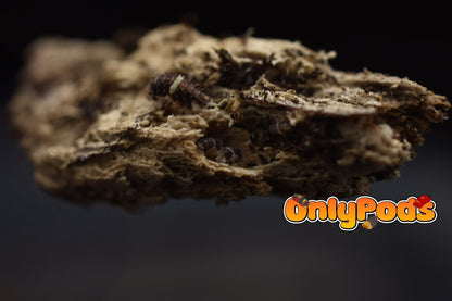 Armadillidae Devils Mask Isopod for sale UK - OnlyPods