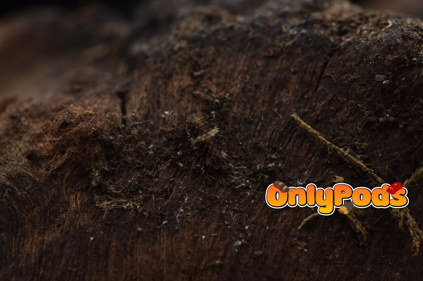 Armadillidae Devils Mask Isopod for sale UK - OnlyPods