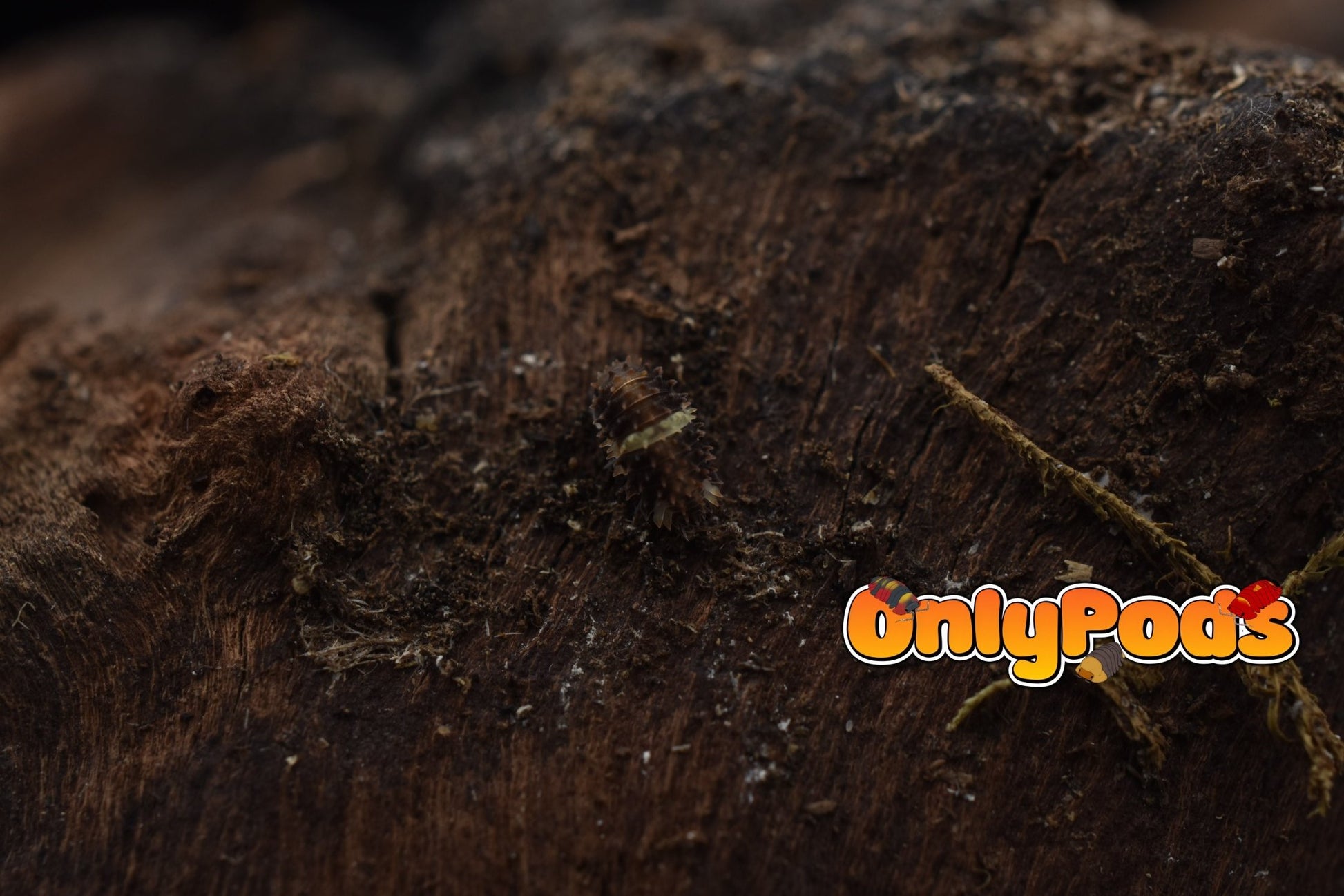 Armadillidae Devils Mask Isopod for sale UK - OnlyPods