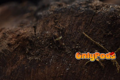 Armadillidae Devils Mask Isopod for sale UK - OnlyPods
