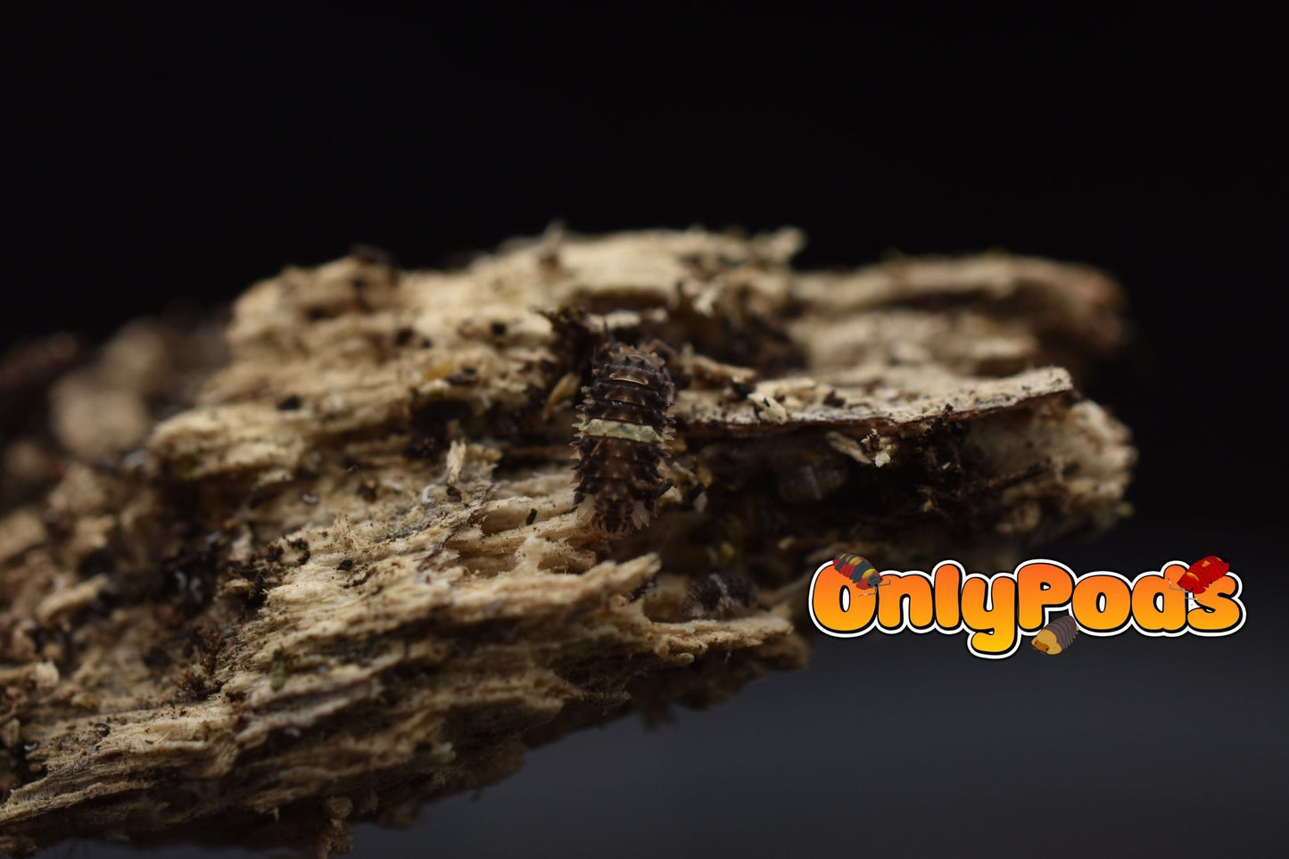 Armadillidae Devils Mask Isopod for sale UK - OnlyPods