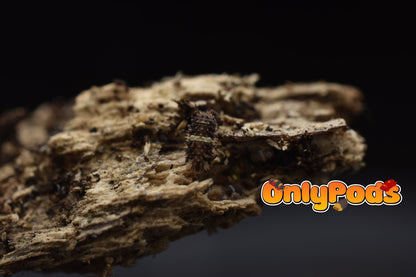 Armadillidae Devils Mask Isopod for sale UK - OnlyPods