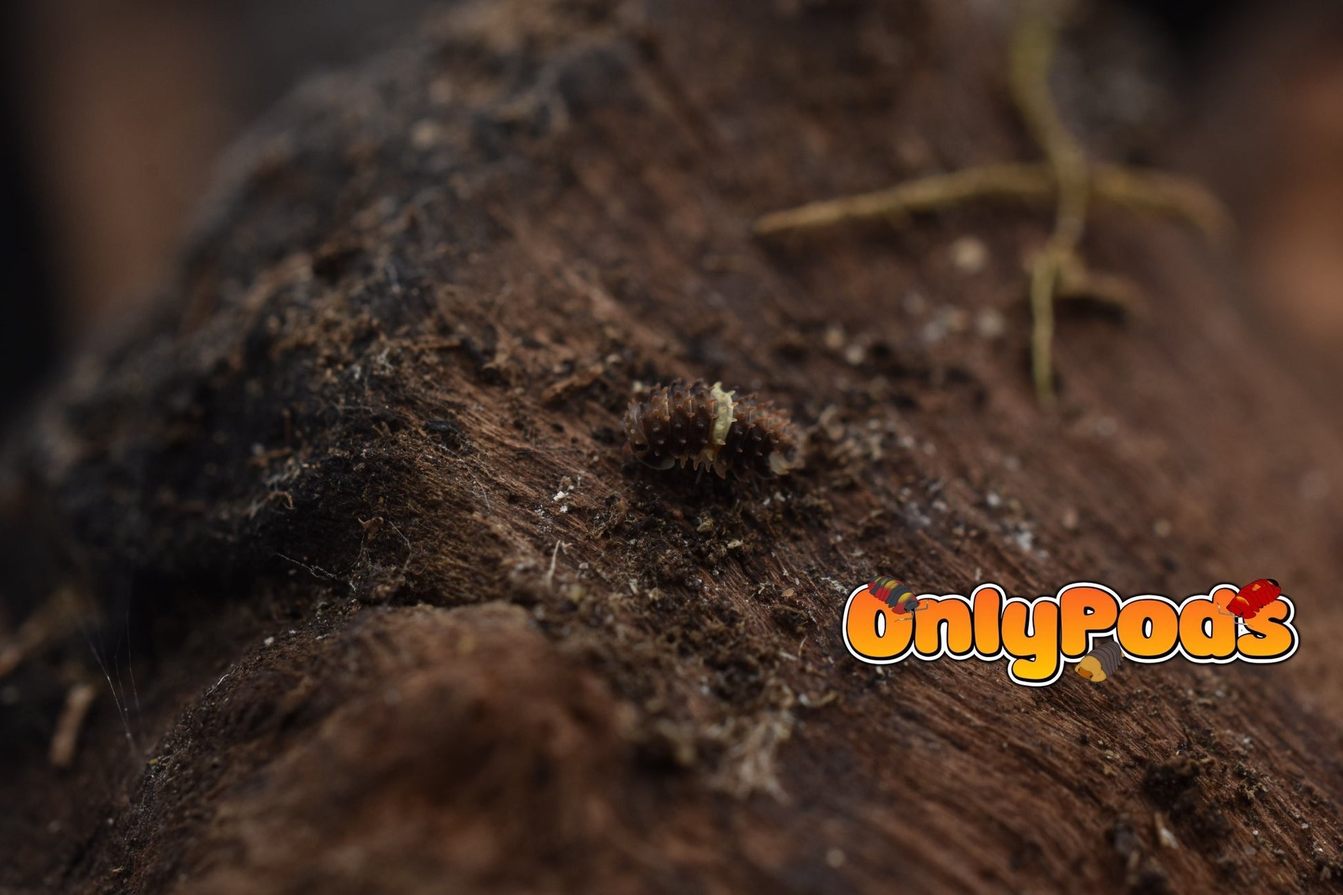 Armadillidae Devils Mask Isopod for sale UK - OnlyPods