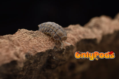 Armadillidae Godzilla Isopod for sale UK - OnlyPods