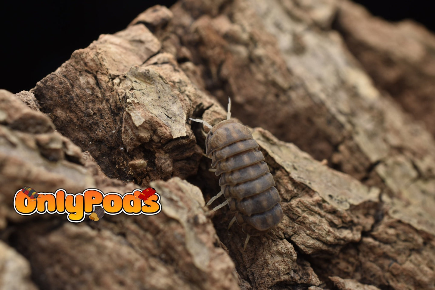 Armadillidae Godzilla Isopod for sale UK - OnlyPods