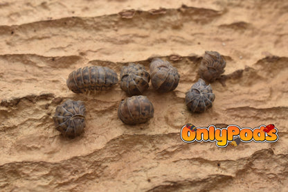 Armadillidae Godzilla Isopod for sale UK - OnlyPods