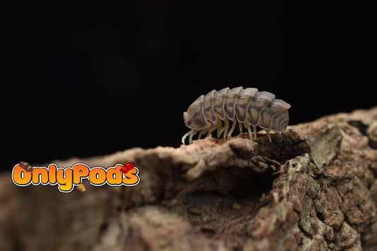 Armadillidae Godzilla Isopod for sale UK - OnlyPods