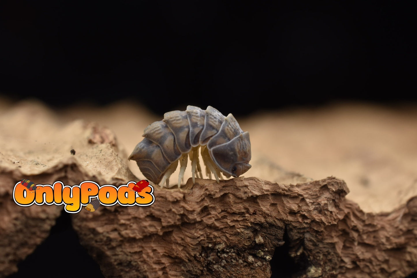 Armadillidae Godzilla Isopod for sale UK - OnlyPods