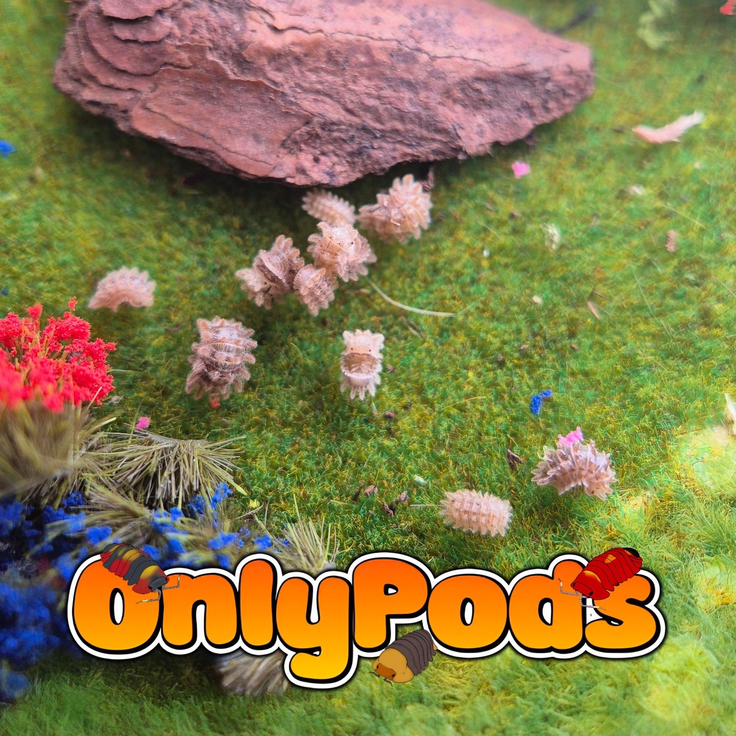 Armadillidae Qilin Isopod for sale UK - OnlyPods