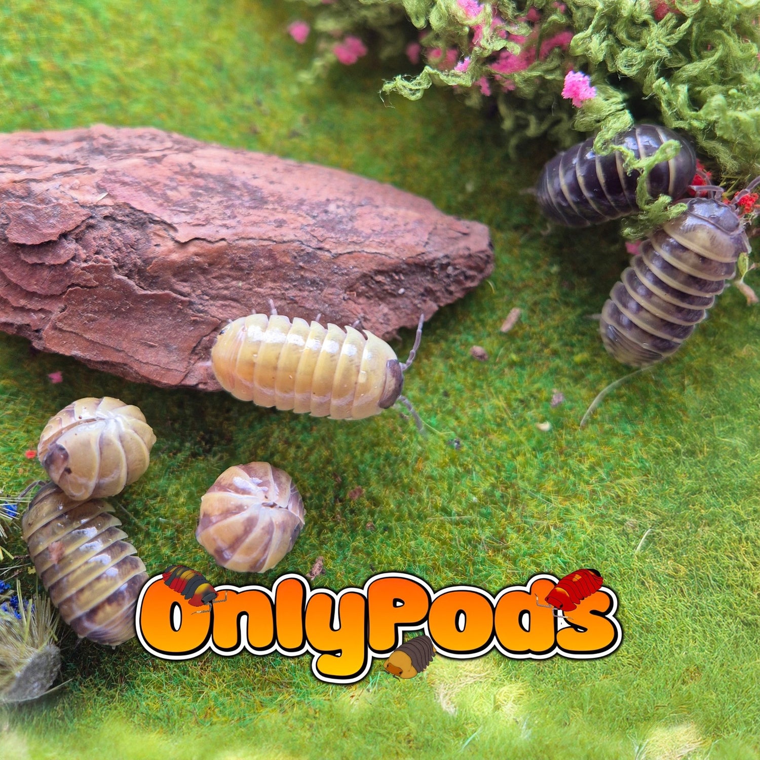 Badium Bumblebee (Armadillidium Badium) Isopod for sale UK - OnlyPods