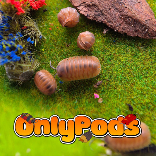 Caribodillo Martinicensis Isopod for sale UK - OnlyPods