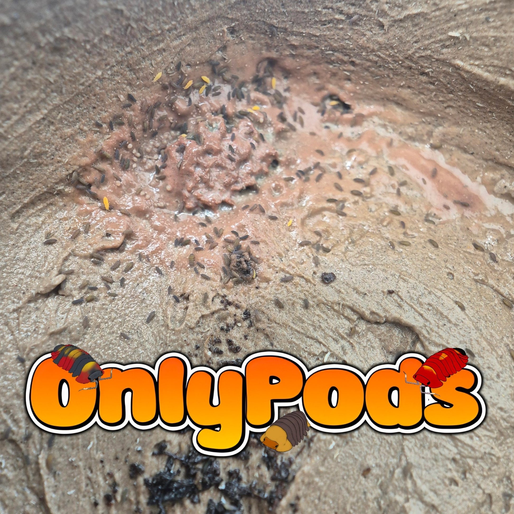 Ceratophysella Isabellae "Lilac" Springtails for sale UK - OnlyPods