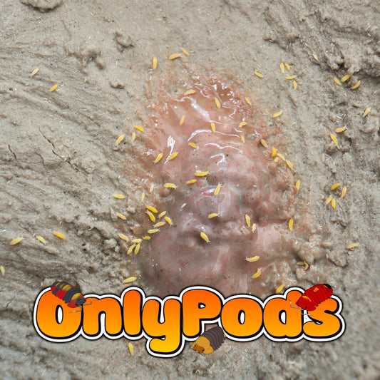 Ceratophysella Isabellae "Yellow" Springtails for sale UK - OnlyPods