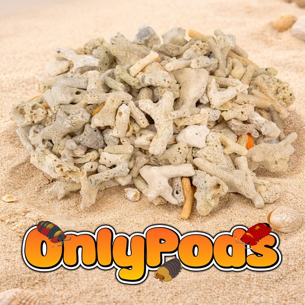 Coral Bone Dry Goods for sale UK - OnlyPods