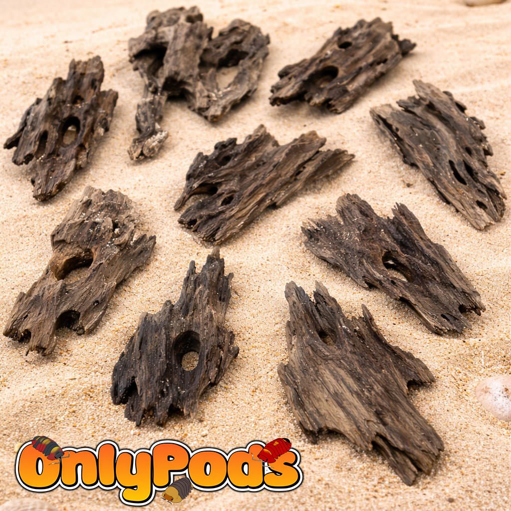 Coral Driftwood Dry Goods for sale UK - OnlyPods