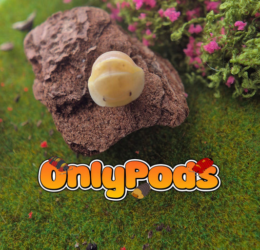 Cubaris Albino Ducky Isopod for sale UK - OnlyPods