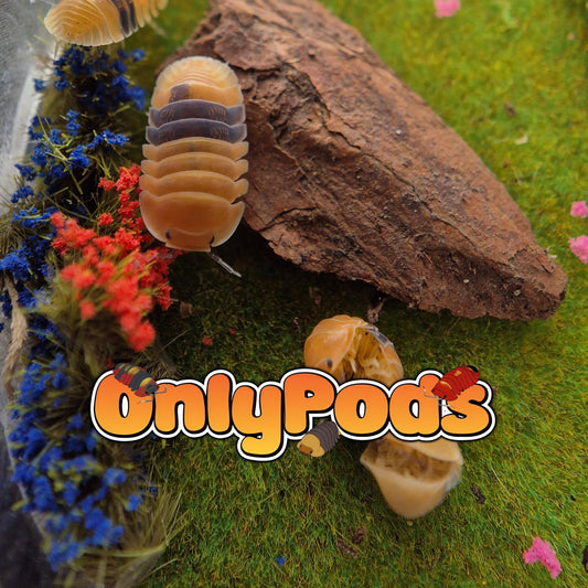 Cubaris Amber Ducky Isopod for sale UK - OnlyPods