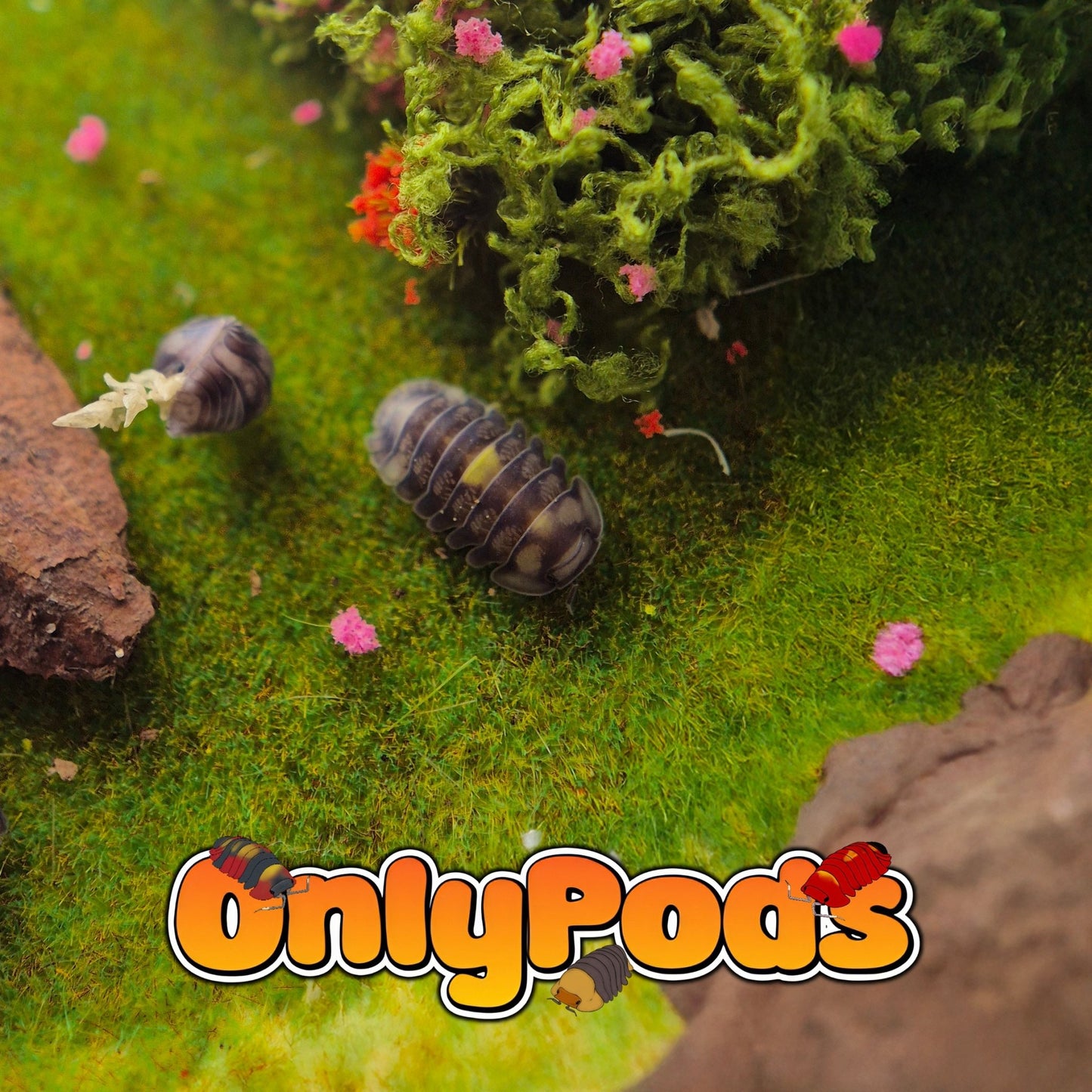 Cubaris Amber Firefly Dcf Isopod for sale UK - OnlyPods