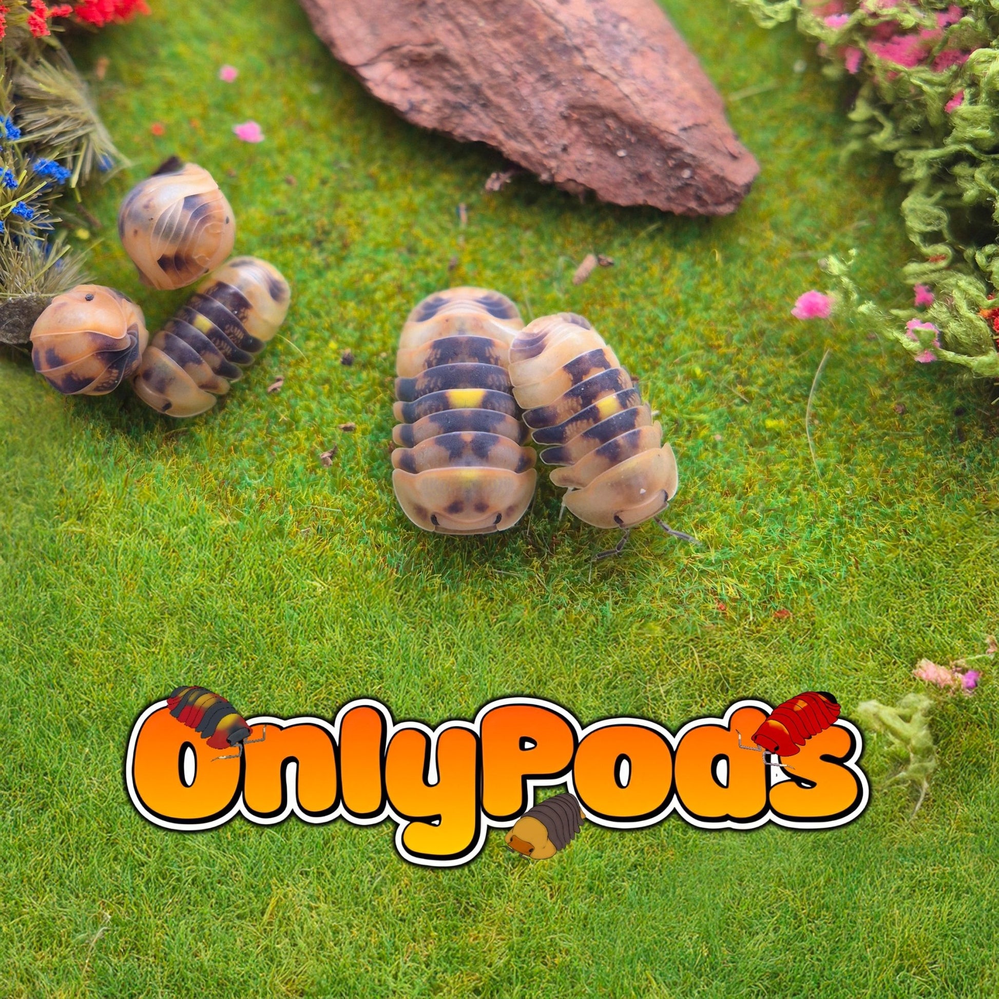 Cubaris Amber Firefly Grn Isopod for sale UK - OnlyPods
