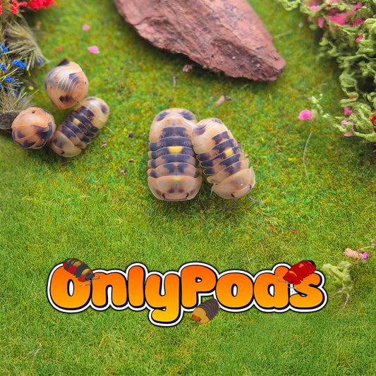 Cubaris Amber Firefly Grn Isopod for sale UK - OnlyPods