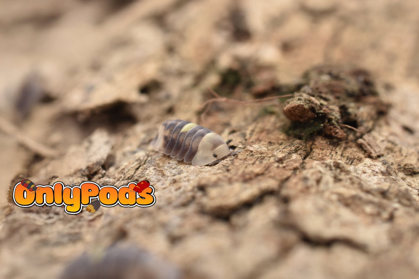 Cubaris Amber Firefly Lcf Isopod for sale UK - OnlyPods
