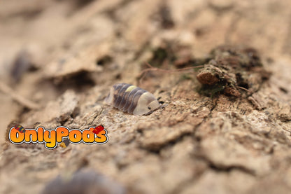 Cubaris Amber Firefly Lcf Isopod for sale UK - OnlyPods