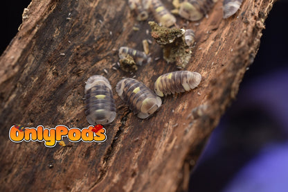 Cubaris Amber Firefly Lcf Isopod for sale UK - OnlyPods