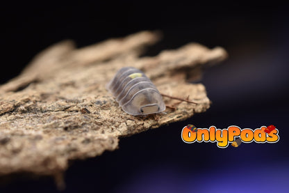 Cubaris Amber Firefly Lcf Isopod for sale UK - OnlyPods