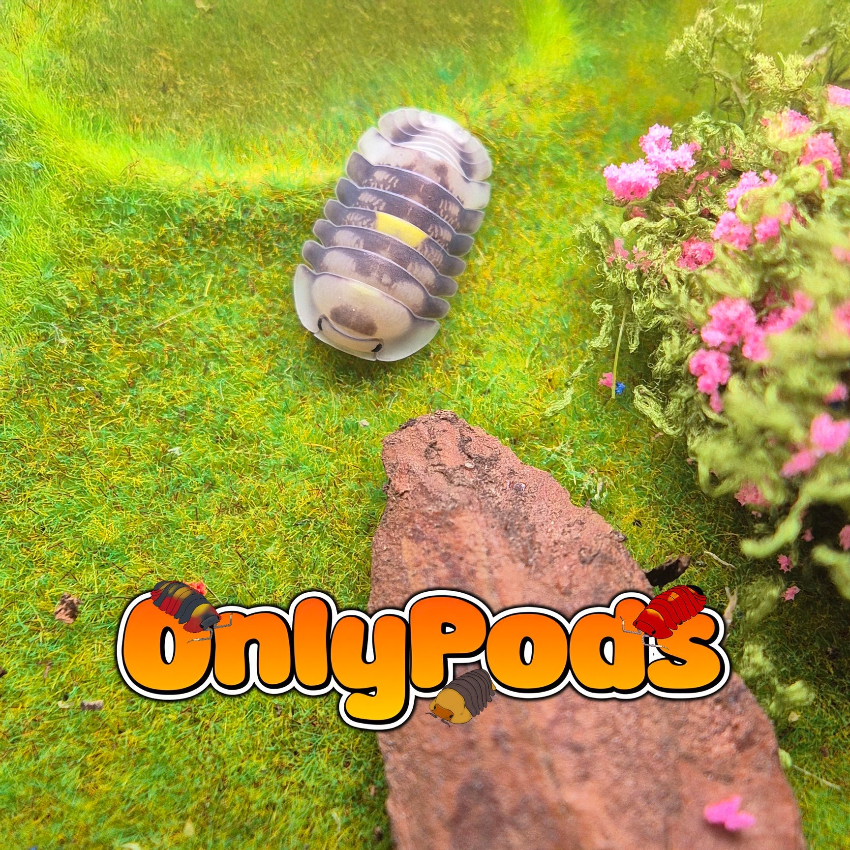 Cubaris Amber Firefly Lcf Isopod for sale UK - OnlyPods