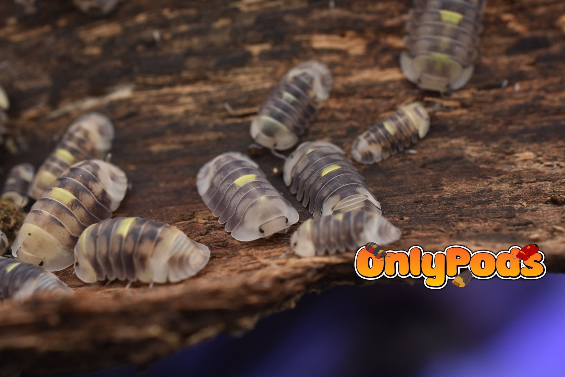 Cubaris Amber Firefly Lcf Isopod for sale UK - OnlyPods
