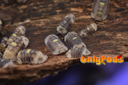 Cubaris Amber Firefly Lcf Isopod for sale UK - OnlyPods