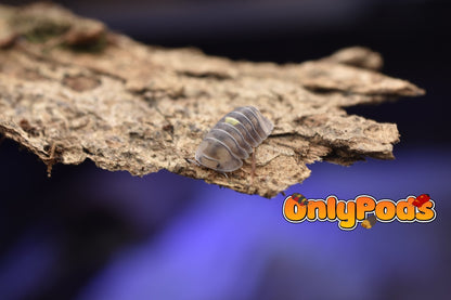 Cubaris Amber Firefly Lcf Isopod for sale UK - OnlyPods