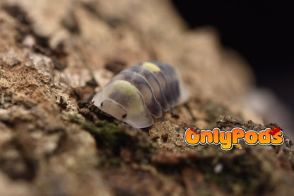 Cubaris Amber Firefly Lcf Isopod for sale UK - OnlyPods