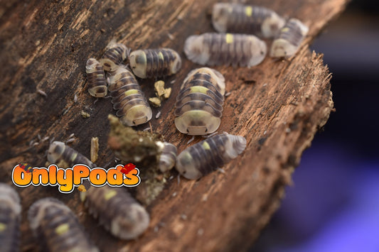 Cubaris Amber Firefly Lcf Isopod for sale UK - OnlyPods