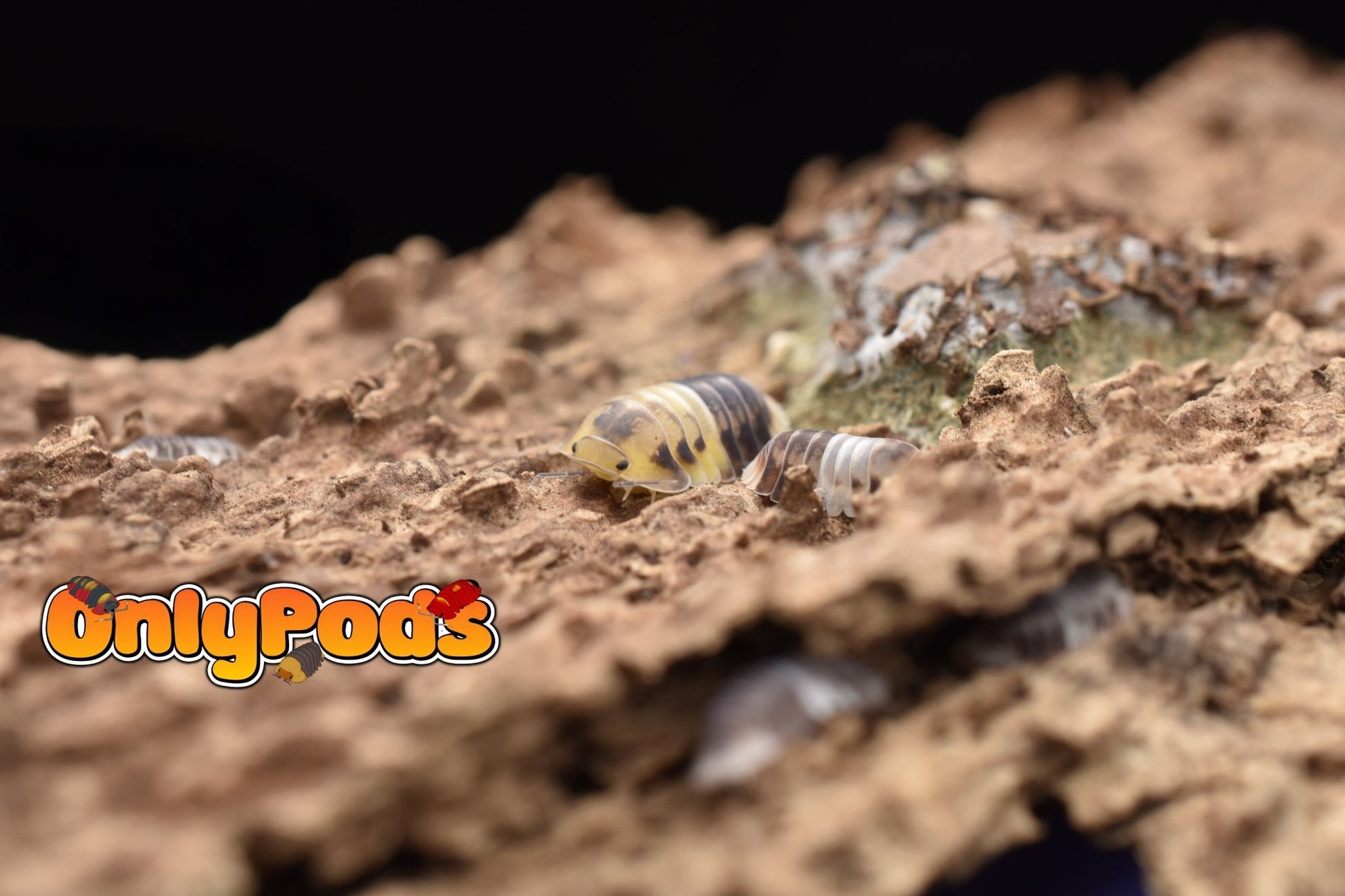 Cubaris Amber Panda Isopod for sale UK - OnlyPods