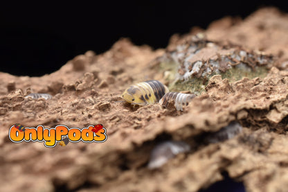 Cubaris Amber Panda Isopod for sale UK - OnlyPods