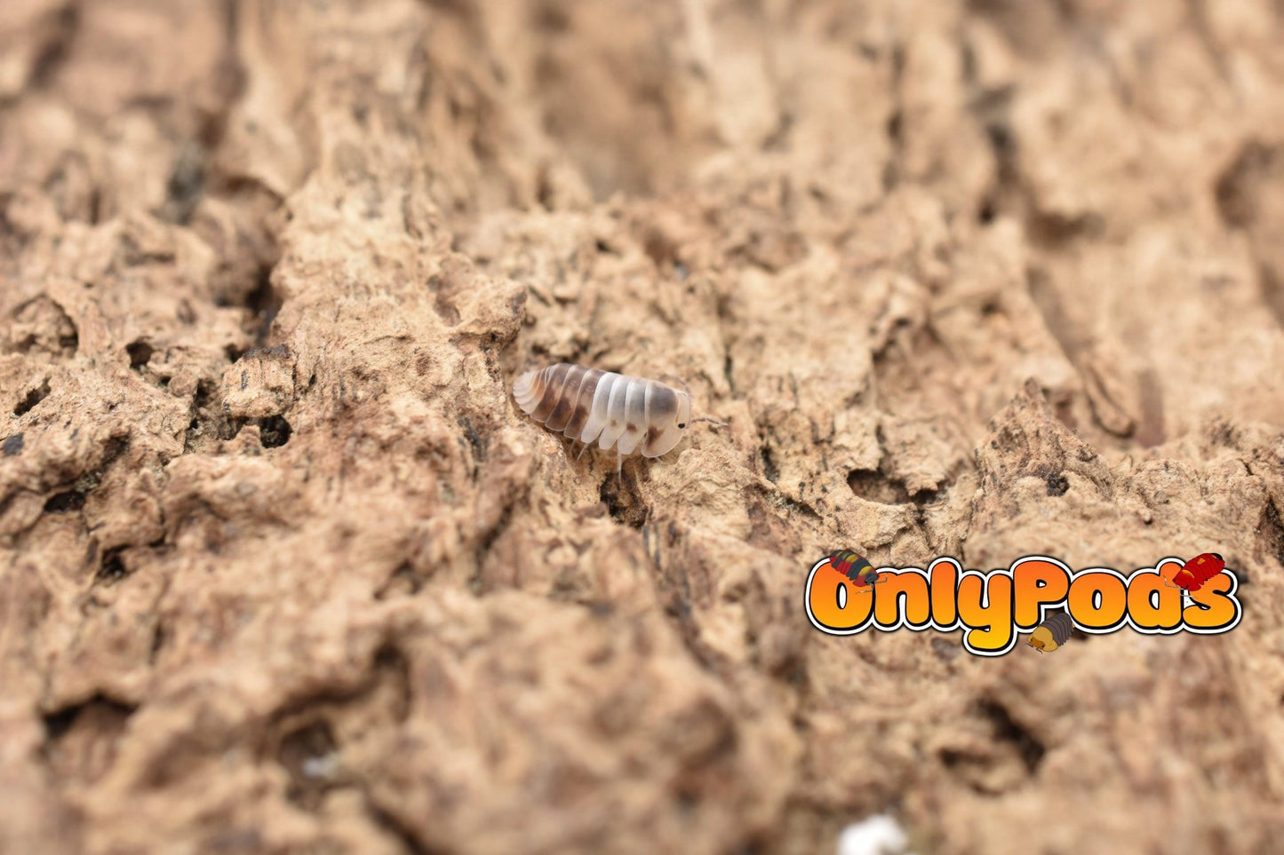 Cubaris Amber Panda Isopod for sale UK - OnlyPods