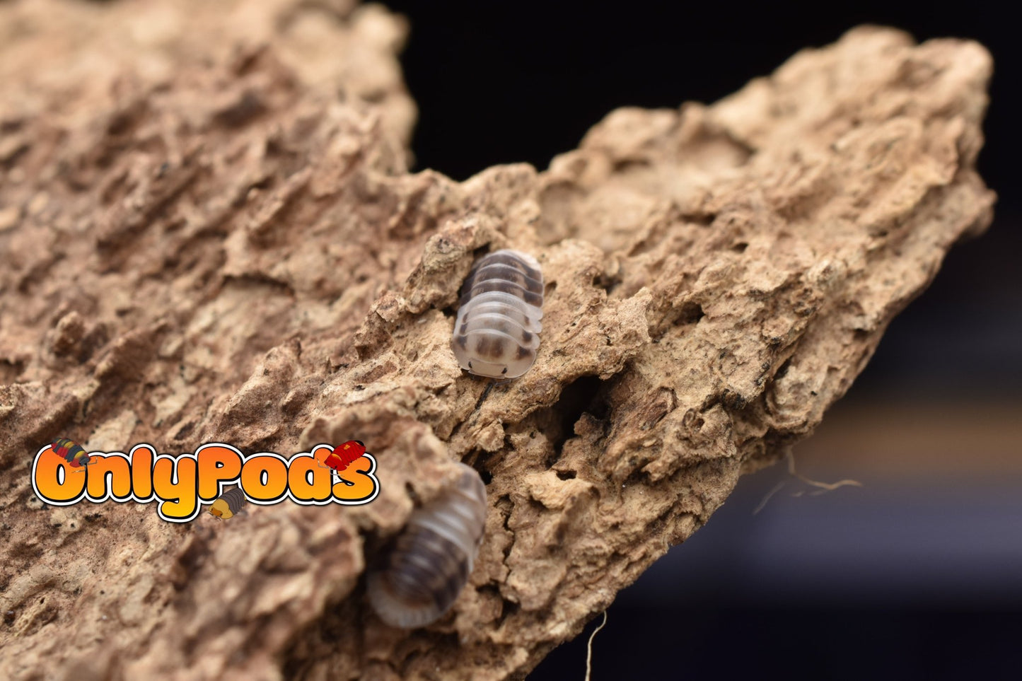 Cubaris Amber Panda Isopod for sale UK - OnlyPods