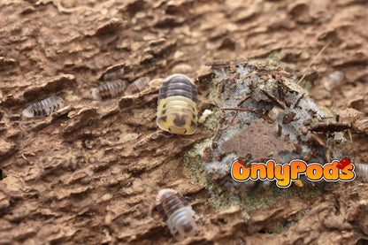 Cubaris Amber Panda Isopod for sale UK - OnlyPods