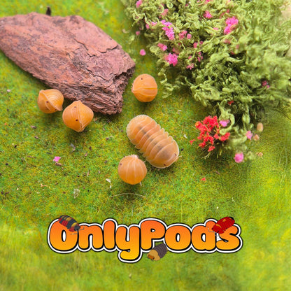 Cubaris Amber Patternless Isopod for sale UK - OnlyPods