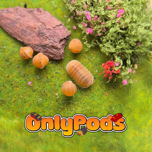 Cubaris Amber Patternless Isopod for sale UK - OnlyPods