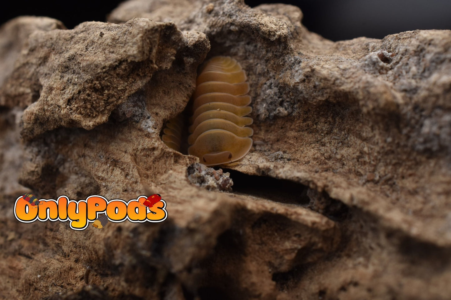 Cubaris Amber Patternless Isopod for sale UK - OnlyPods